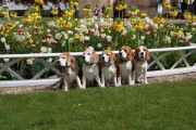 Plum s Beagles im Schlosspark