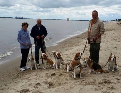 Plums Meute und die Beagles vom SERADA Garden am Elbeufer