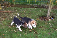 C-Wurf Beagle from SERADA Garden