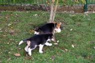 C-Wurf Beagle from SERADA Garden