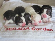 C-Wurf 1.  Tag Beagles from SERADA Garden